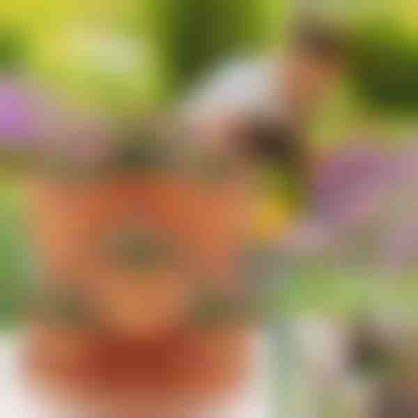 Höhenverstellbare Blumentöpfe (3x Stück) | PLANTUP