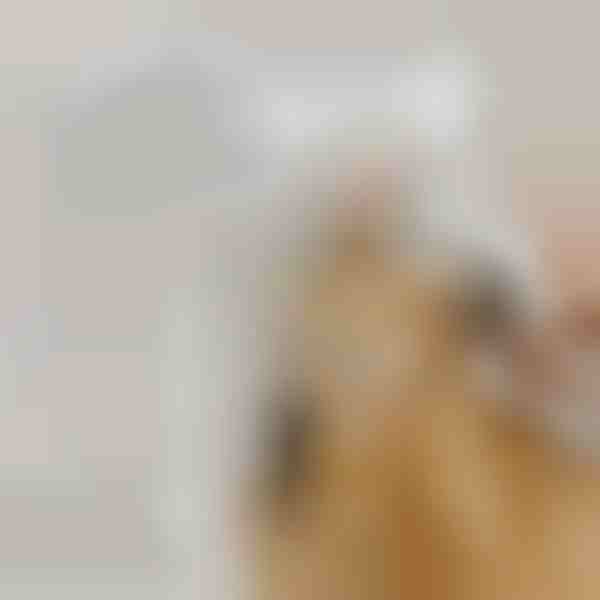 Wiederaufladbare Sprühdampf-Haustierbürste | GROOMSY