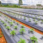 VEGUARD45646__a07d1042